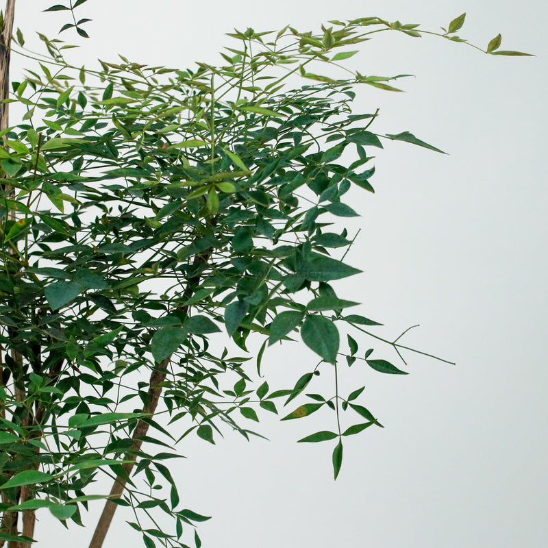 Large Nandina Domestica (南天竹 - nán tiān zhú) 147cm  in Nursery Grow Pot