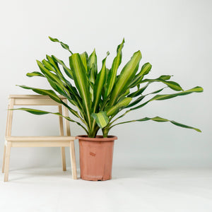 Large Dracaena Fragrans Burley (120cm) in Nursery Grow Pot
