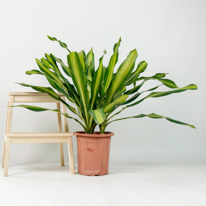 Large Dracaena Fragrans Burley (120cm) in Nursery Grow Pot
