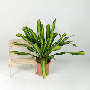 Large Dracaena Fragrans Burley (120cm) in Nursery Grow Pot