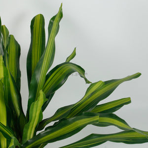 Large Dracaena Fragrans Burley (120cm) in Nursery Grow Pot