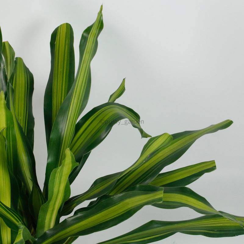 Large Dracaena Fragrans Burley (120cm) in Nursery Grow Pot