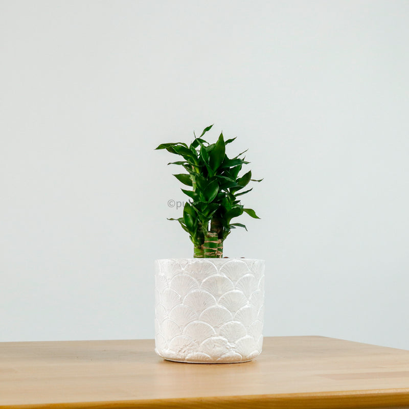Lucky Bamboo in Oriental