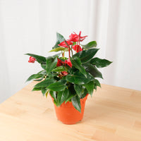 Mini Anthurium andraeanum (Red) in Nursery Grow Pot