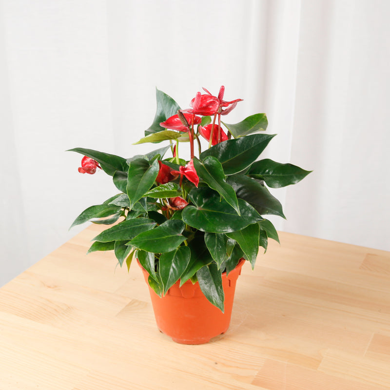 Mini Anthurium andraeanum (Red) in Nursery Grow Pot