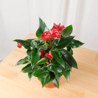 Mini Anthurium andraeanum (Red) in Nursery Grow Pot