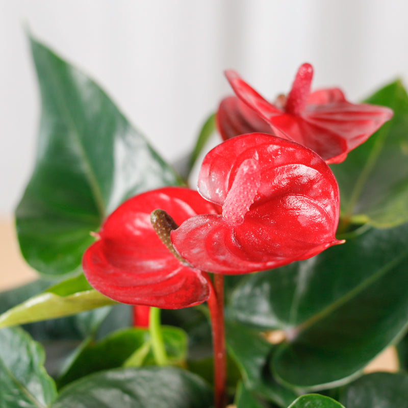 Mini Anthurium andraeanum (Red) in Nursery Grow Pot