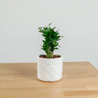 Lucky Bamboo in Oriental