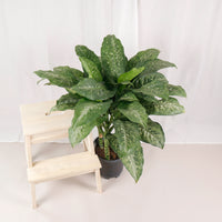 Large Dieffenbachia Memoria corsii (83cm) in Nursery Grow Pot