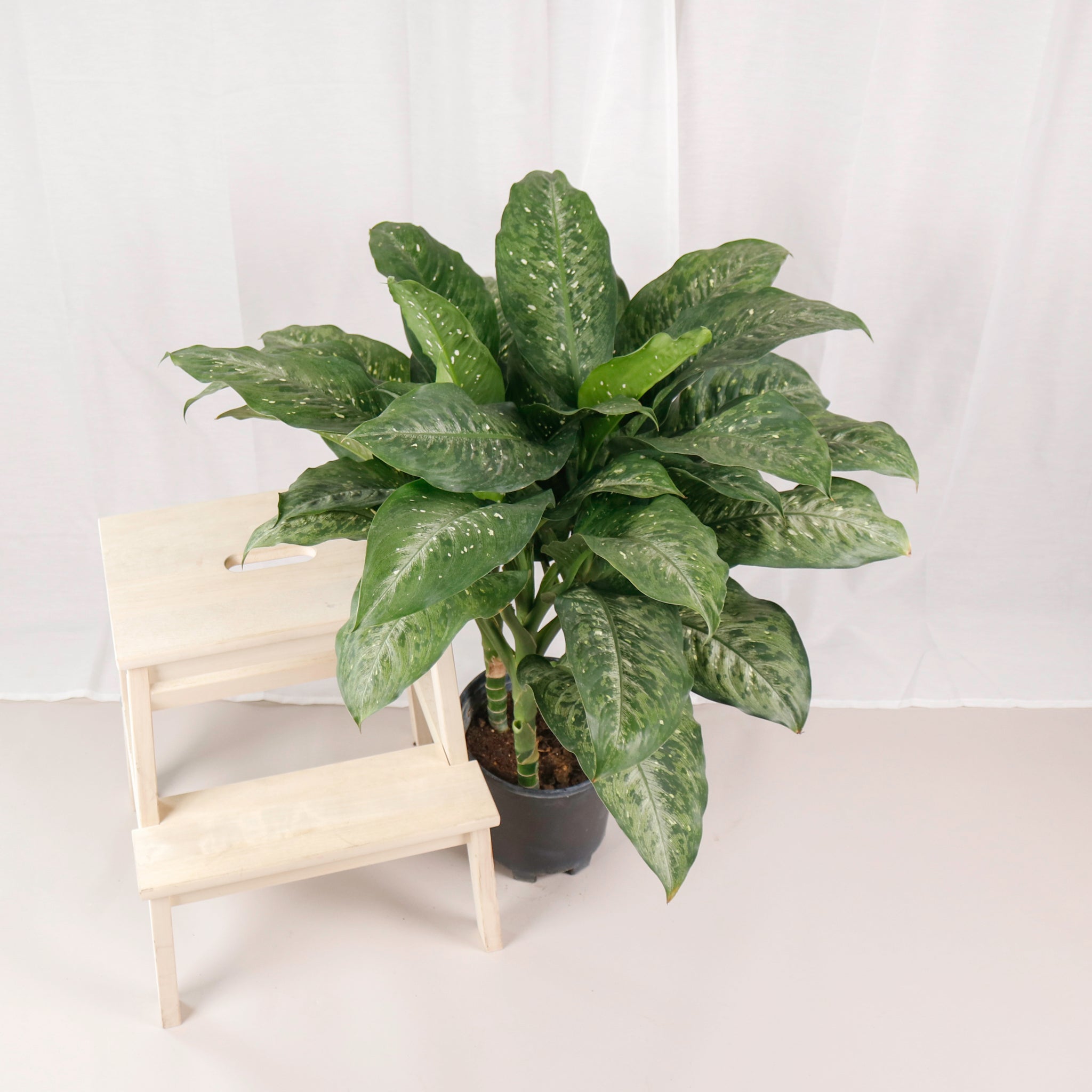 dieffenbachia memoria corsii care Large Dieffenbachia Memoria corsii (83cm) in Nursery Grow Pot – Pulpy Garden