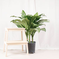 Large Dieffenbachia Memoria corsii (83cm) in Nursery Grow Pot