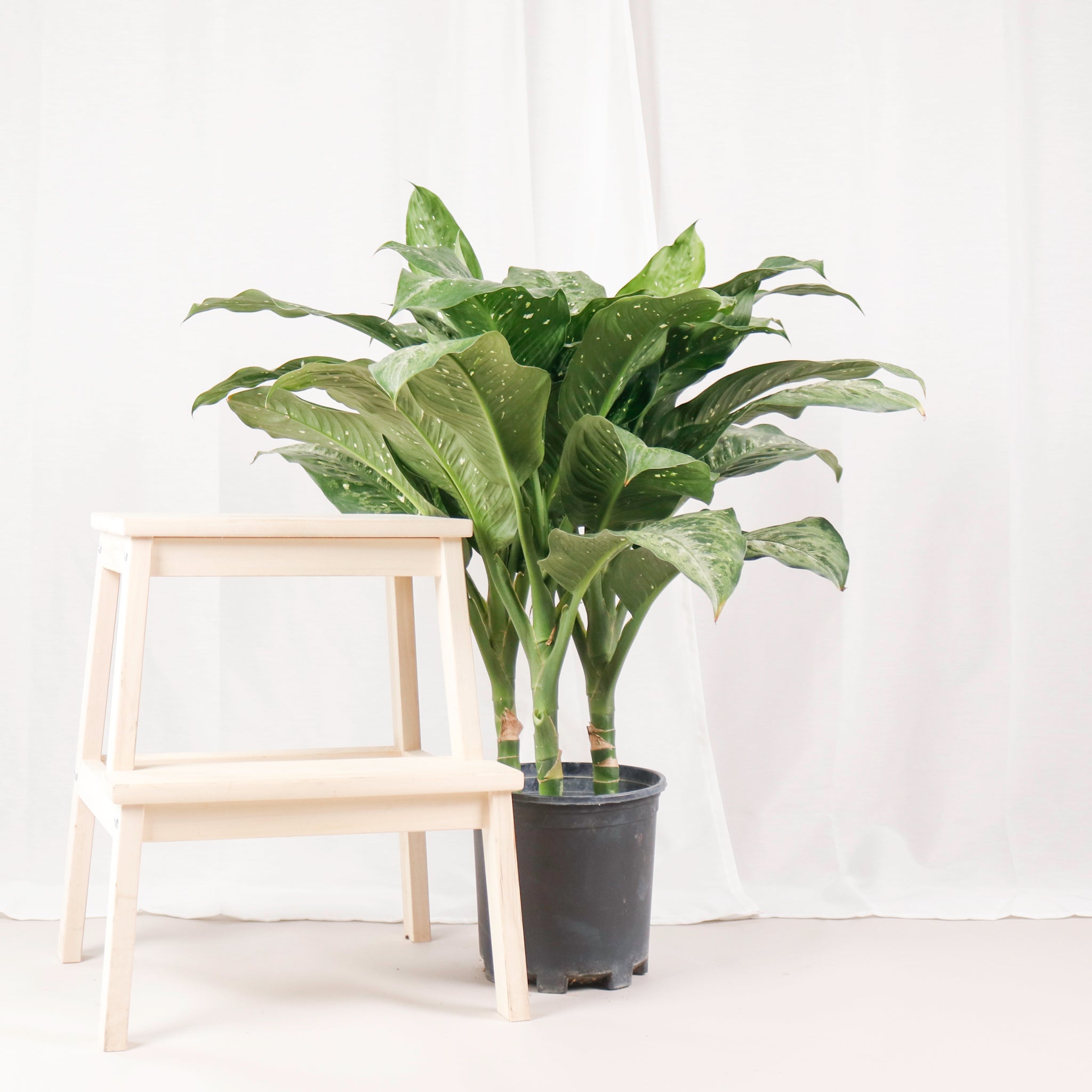 dieffenbachia maculata memoria corsii Large Dieffenbachia Memoria corsii (83cm) in Nursery Grow Pot – Pulpy Garden