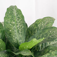 Large Dieffenbachia Memoria corsii (83cm) in Nursery Grow Pot