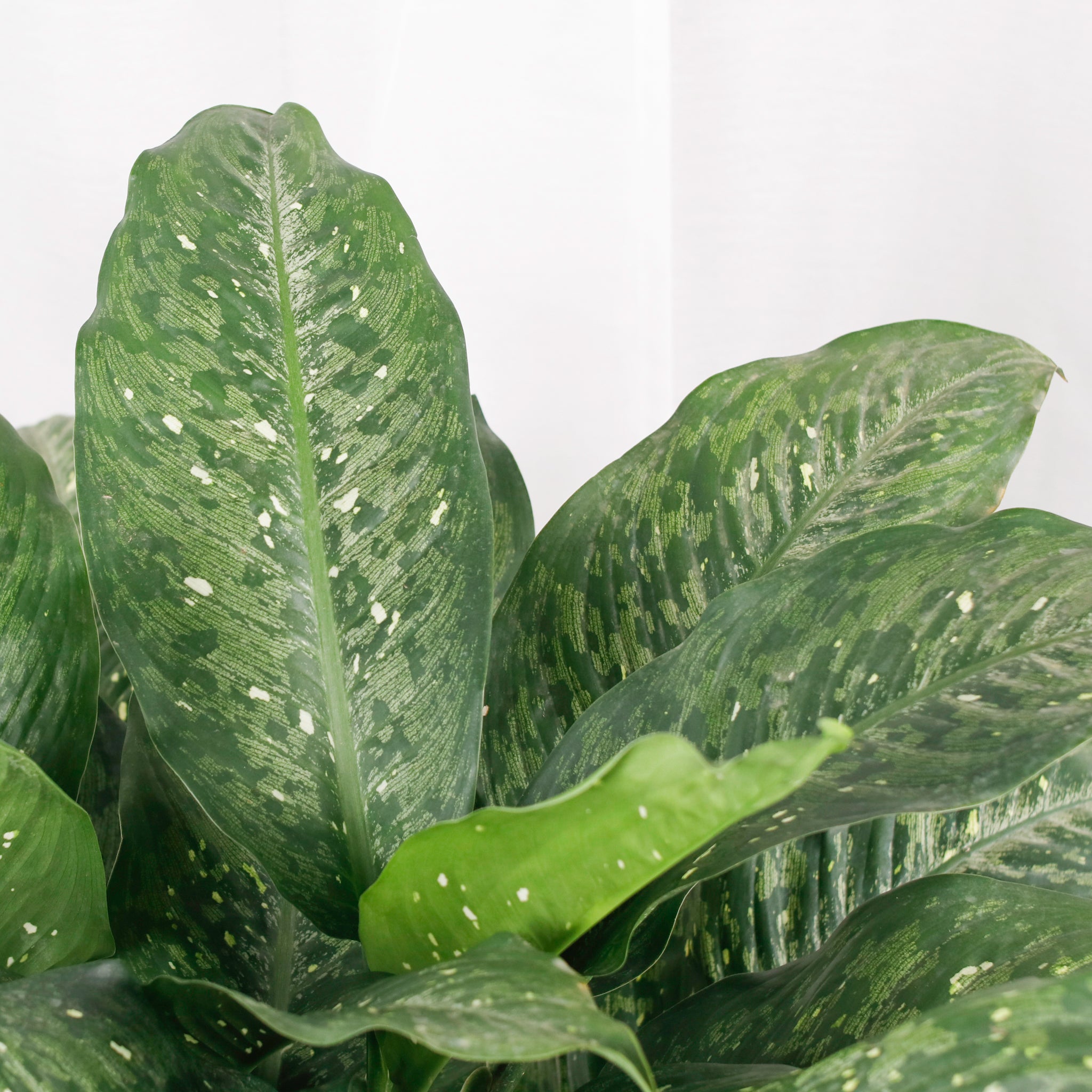 dieffenbachia memoria corsii snow Large Dieffenbachia Memoria corsii (83cm) in Nursery Grow Pot – Pulpy Garden