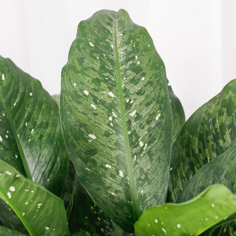 Large Dieffenbachia Memoria corsii (83cm) in Nursery Grow Pot