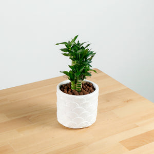 Lucky Bamboo in Oriental