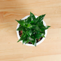 Lucky Bamboo in Oriental