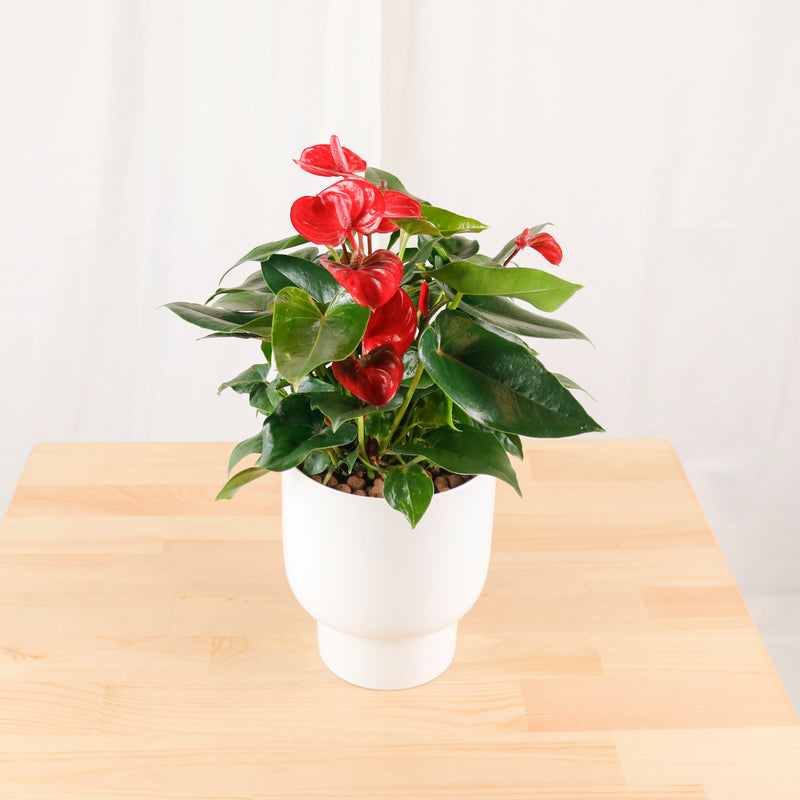 Mini Anthurium andraeanum in White Designer Planter