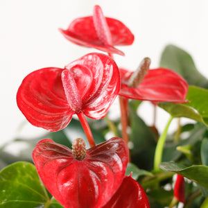 Mini Anthurium andraeanum in White Designer Planter