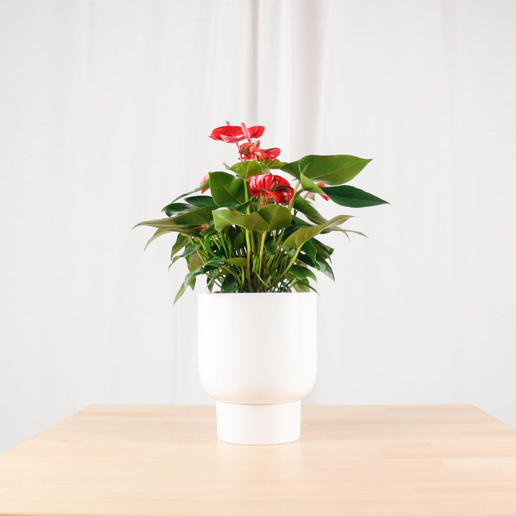 Mini Anthurium andraeanum in White Designer Planter