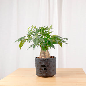 Pachira Head (Medium) in Oriental Planter (发财树 - Fa Cai Shu)