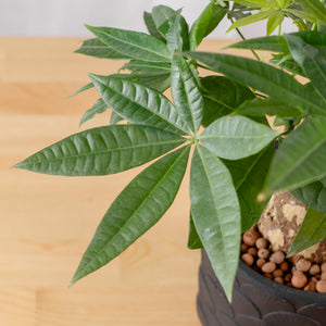 Pachira Head (Medium) in Oriental Planter (发财树 - Fa Cai Shu)