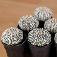 Astrophytum Cactus in Nursery Grow Pot