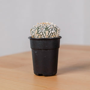 Astrophytum Cactus in Nursery Grow Pot