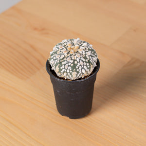 Astrophytum Cactus in Nursery Grow Pot