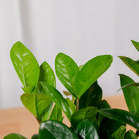 ZZ Plant aka jin qian shu (金钱树) in Nursery Grow Pot