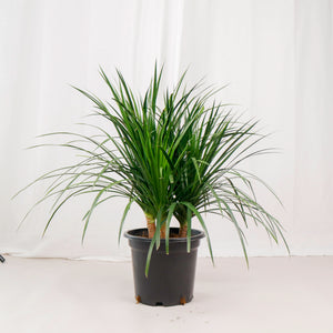 Large Dracaena Draco Hawaii (85cm) in Nursery Grow Pot