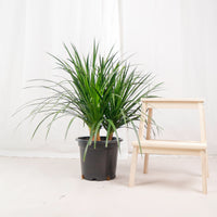 Large Dracaena Draco Hawaii (85cm) in Nursery Grow Pot