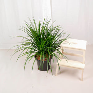 Large Dracaena Draco Hawaii (85cm) in Nursery Grow Pot