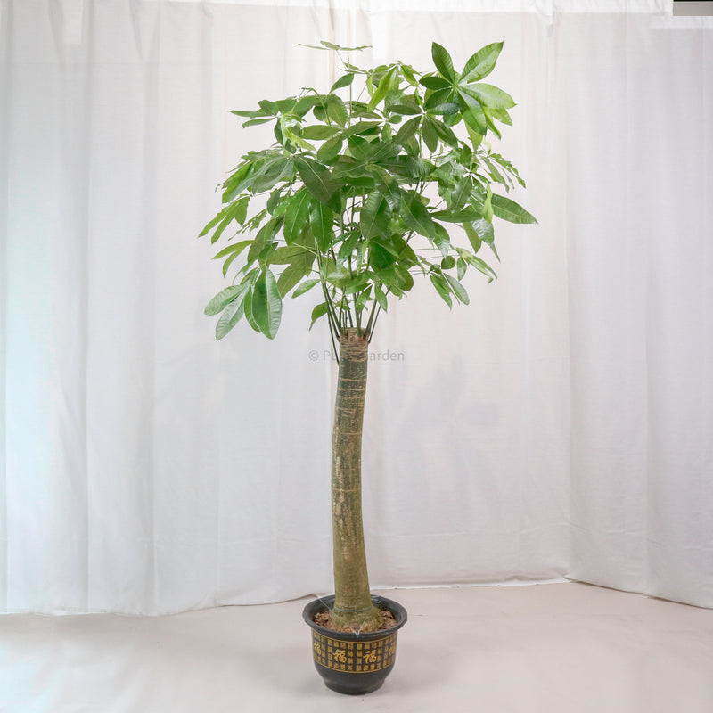 Large Pachira (1 Stem) in Nursery Grow Pot (228cm) (发财树 - Fa Cai Shu)