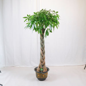 Large Pachira Twist in Nursery Grow Pot (155cm) (发财树 - Fa Cai Shu)