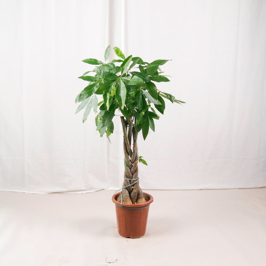 Large Pachira Braided (105cm) in Nursery Grow Pot (发财树 - Fa Cai Shu)