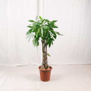 Large Pachira Braided (105cm) in Nursery Grow Pot (发财树 - Fa Cai Shu)