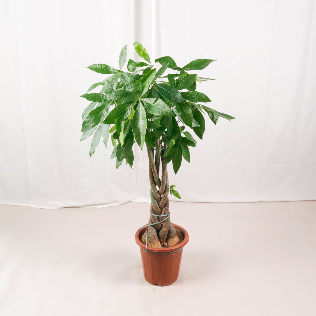 Large Pachira Braided (105cm) in Nursery Grow Pot (发财树 - Fa Cai Shu)