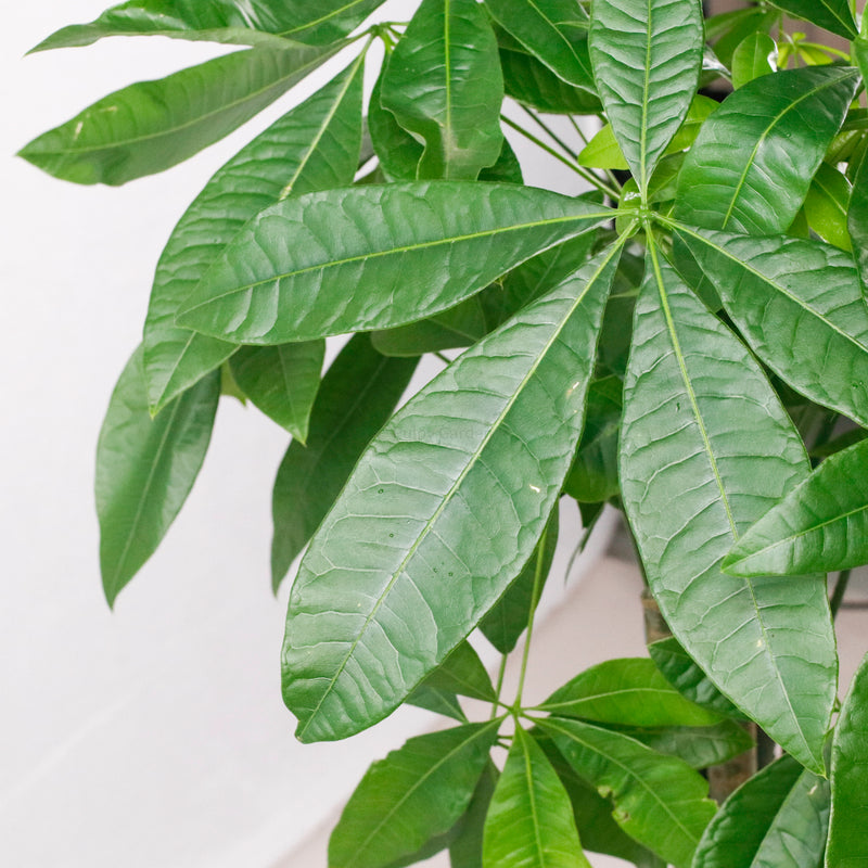 Large Pachira Braided (105cm) in Nursery Grow Pot (发财树 - Fa Cai Shu)