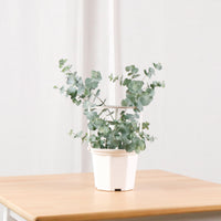 Silver Dollar Eucalyptus Tree in Nursery Grow Planter