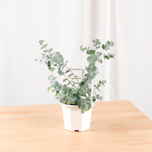 Silver Dollar Eucalyptus Tree in Nursery Grow Planter