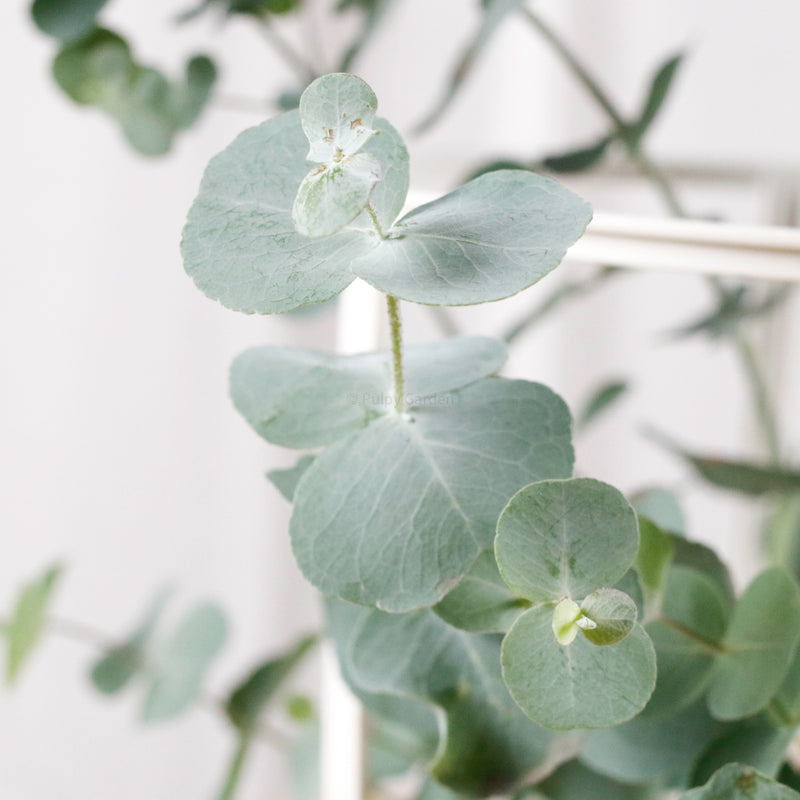 Silver Dollar Eucalyptus Tree in Nursery Grow Planter