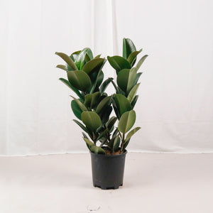 Large Green Rubber Tree Plant 80CM (3in1) in nursery grow pot