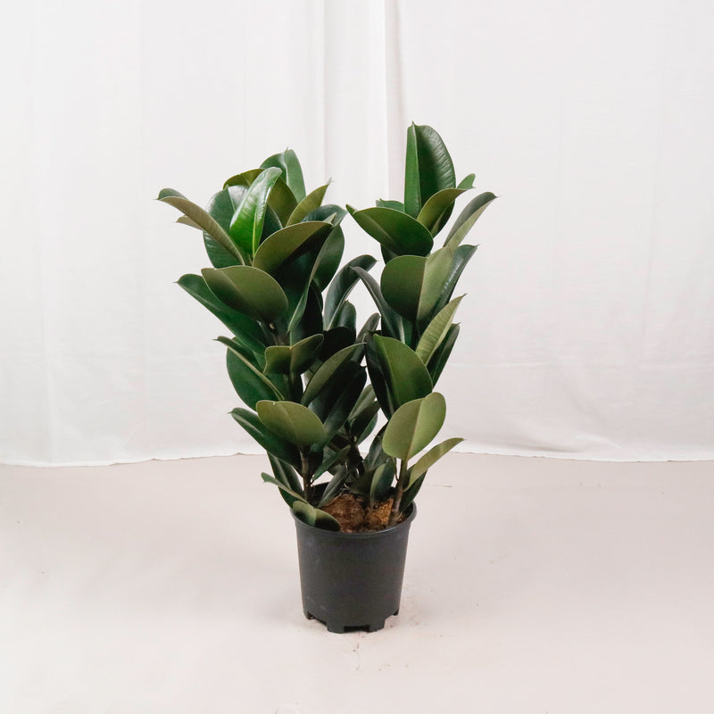 Large Green Rubber Tree Plant 80CM (3in1) in nursery grow pot