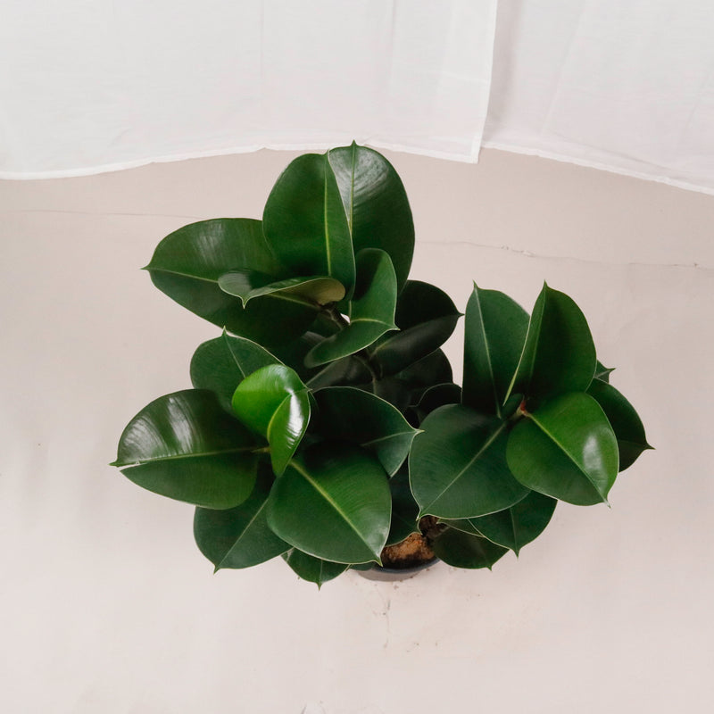 Large Green Rubber Tree Plant 80CM (3in1) in nursery grow pot