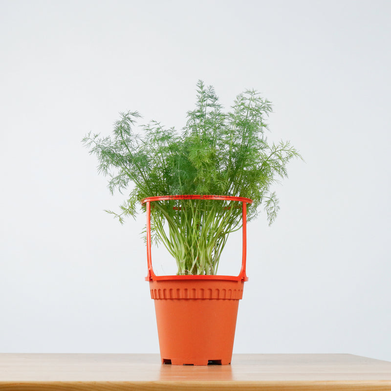 Dill in Nursery Grow Pot