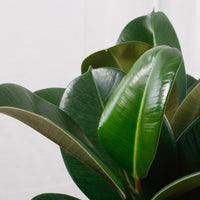 Large Green Rubber Tree Plant 80CM (3in1) in nursery grow pot