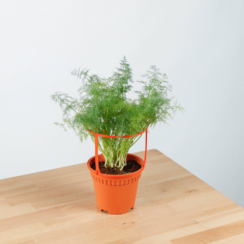 Dill in Nursery Grow Pot