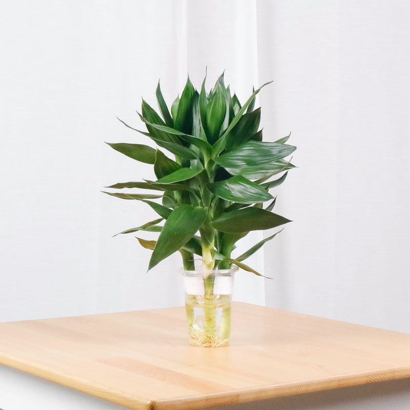 Lotus Bamboo in Marble Planter (太阳神)