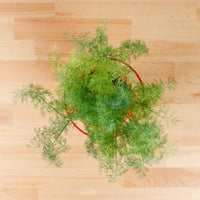 Dill in Nursery Grow Pot